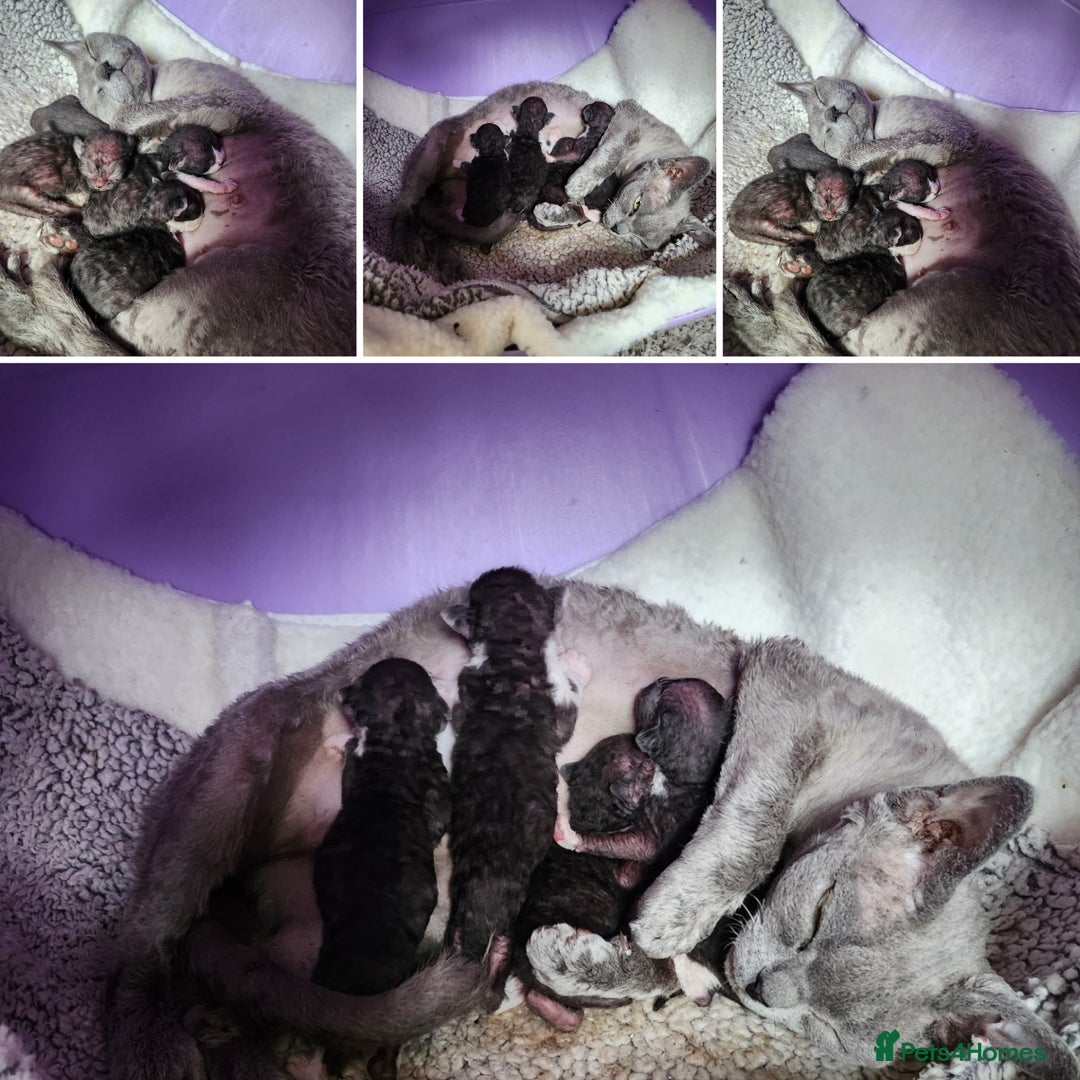 Devon Rex cats for sale: *Kittens born yesterday* FiFi registered  - Image 2