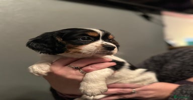 Cockalier dogs - Advert 6