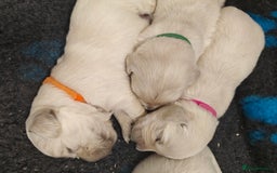 Golden Retriever dogs for sale: Outstanding KC registered Golden Retriever Puppies - Image 11