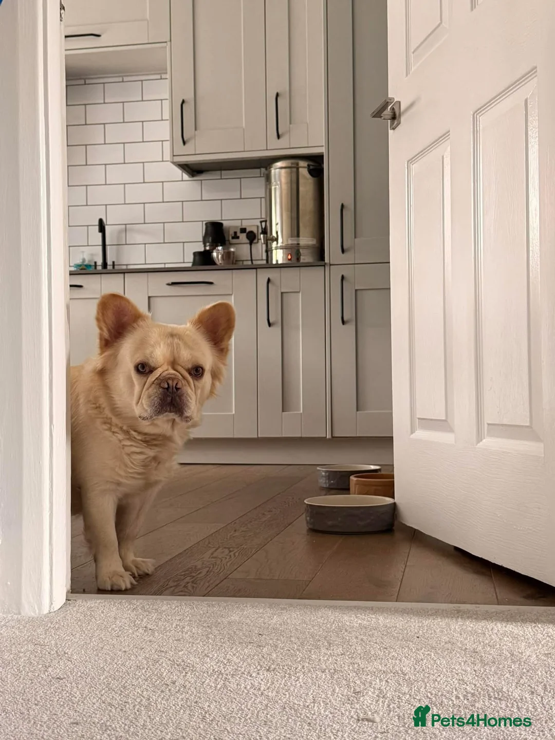 French Bulldog dogs for stud: Visual fluffy French bulldog Stud - Advert 3