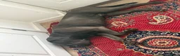 Cane Corso dogs for sale: Rehomeing cancorso urgent need rehoming 500£ - Advert 4