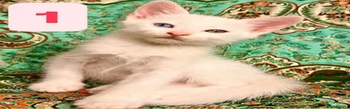 Turkish Angora 1