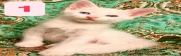 Turkish Angora cats for sale: Kittens x 6, Turkish Angora. White and Tabby in Wembley - Advert 9