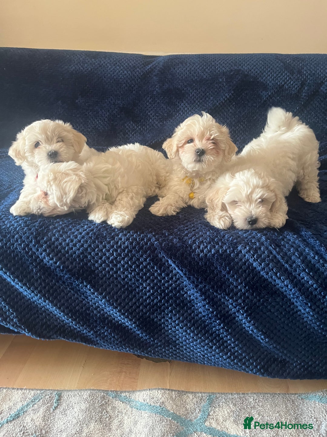 Bichon Frise dogs for sale: 4 adorable bichon puppy’s  - Image 9