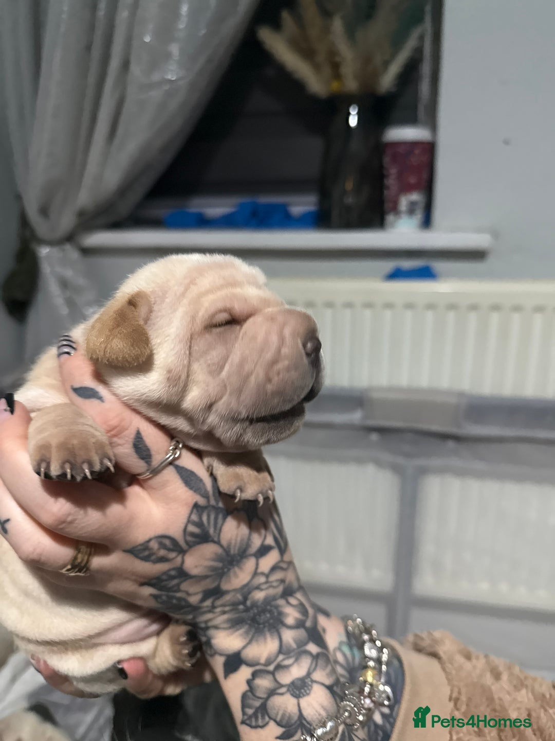 Mixed Breed dogs for sale: Beautiful cocker-Pei puppies - Advert 13