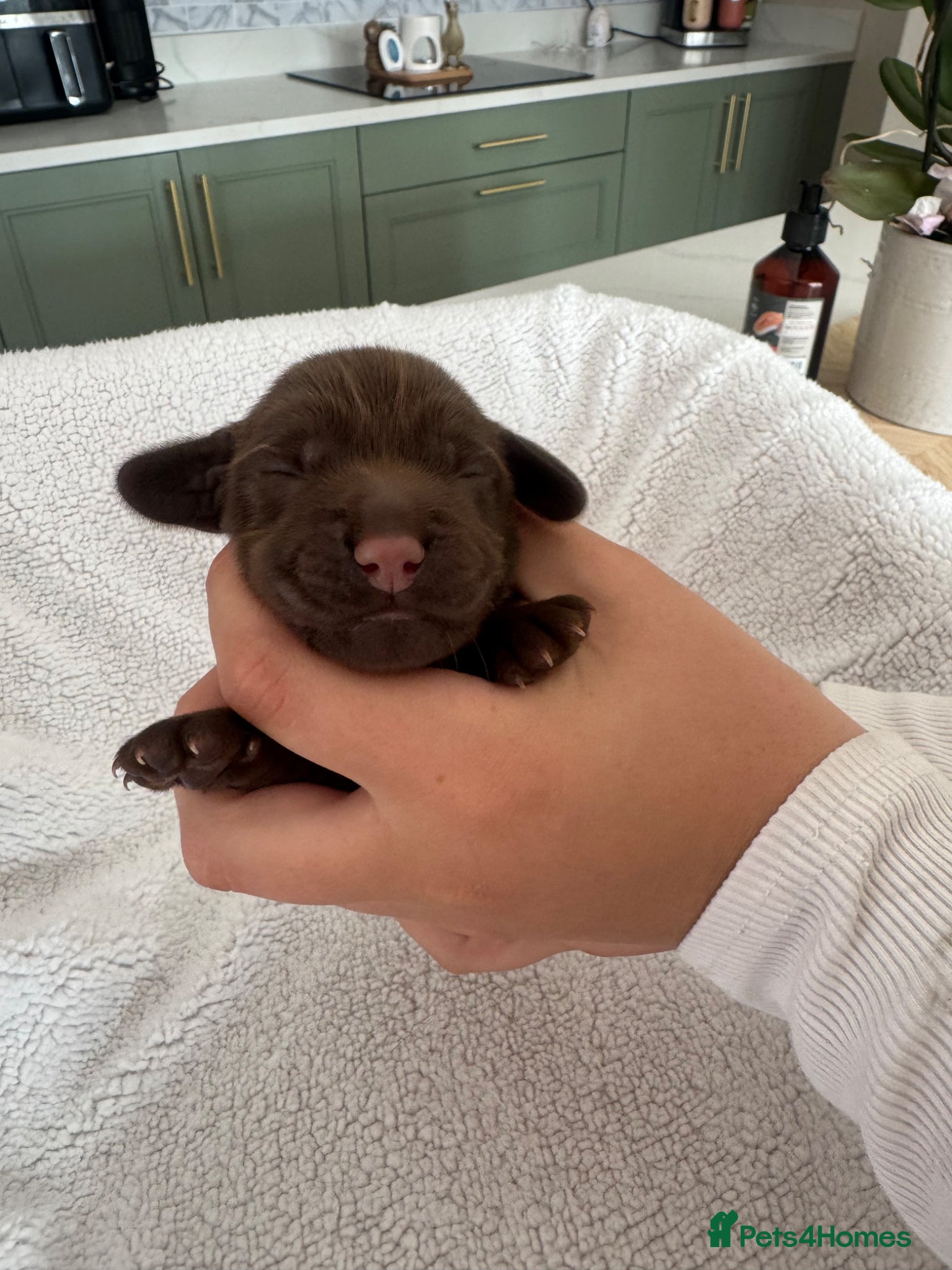 Cocker Spaniel dogs Beautiful Cocker Spaniel Pups - Advert 1