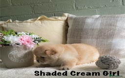Chow Chow dogs for sale: 🌟Quality Chow Chow Puppies-ChampionLines🌟 - Image 10