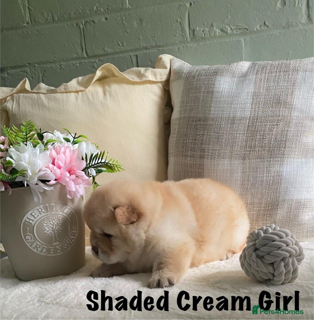 Chow Chow dogs for sale: 🌟Quality Chow Chow Puppies-ChampionLines🌟 - Image 10