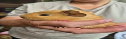 Guinea Pig rodents for sale: Guinea pigs  - Advert 15