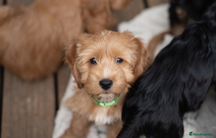 Cockapoo puppies for sale in London | Pets4Homes