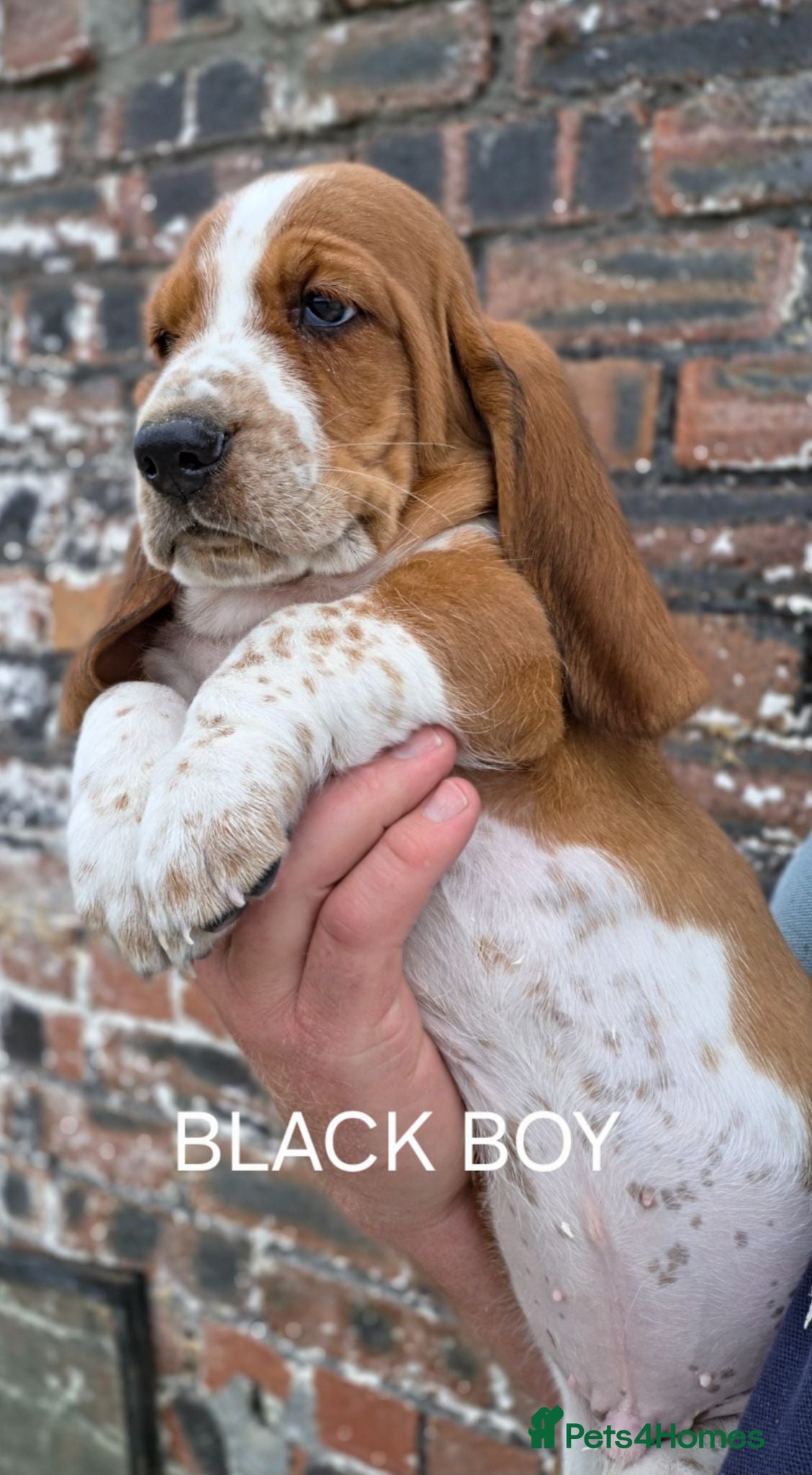 Basset Hound dogs KC BASSET HOUND PUPPIES FROM HEALTH TESTED PARENTS - Advert 2