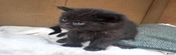 British Shorthair cats for sale: Kittens  in Selby - Advert 4