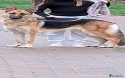 German Shepherd dogs for sale: Part of our love family ❤️ - Image 1