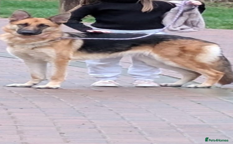 German Shepherd dogs - Advert 10