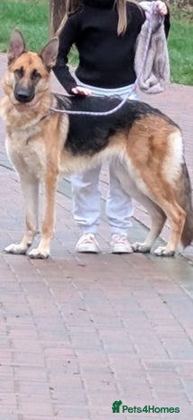 German Shepherd dogs - Advert 10
