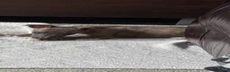 Whippet dogs for sale: KC reg Whippet pups fully inoculated ready now! - Advert 15
