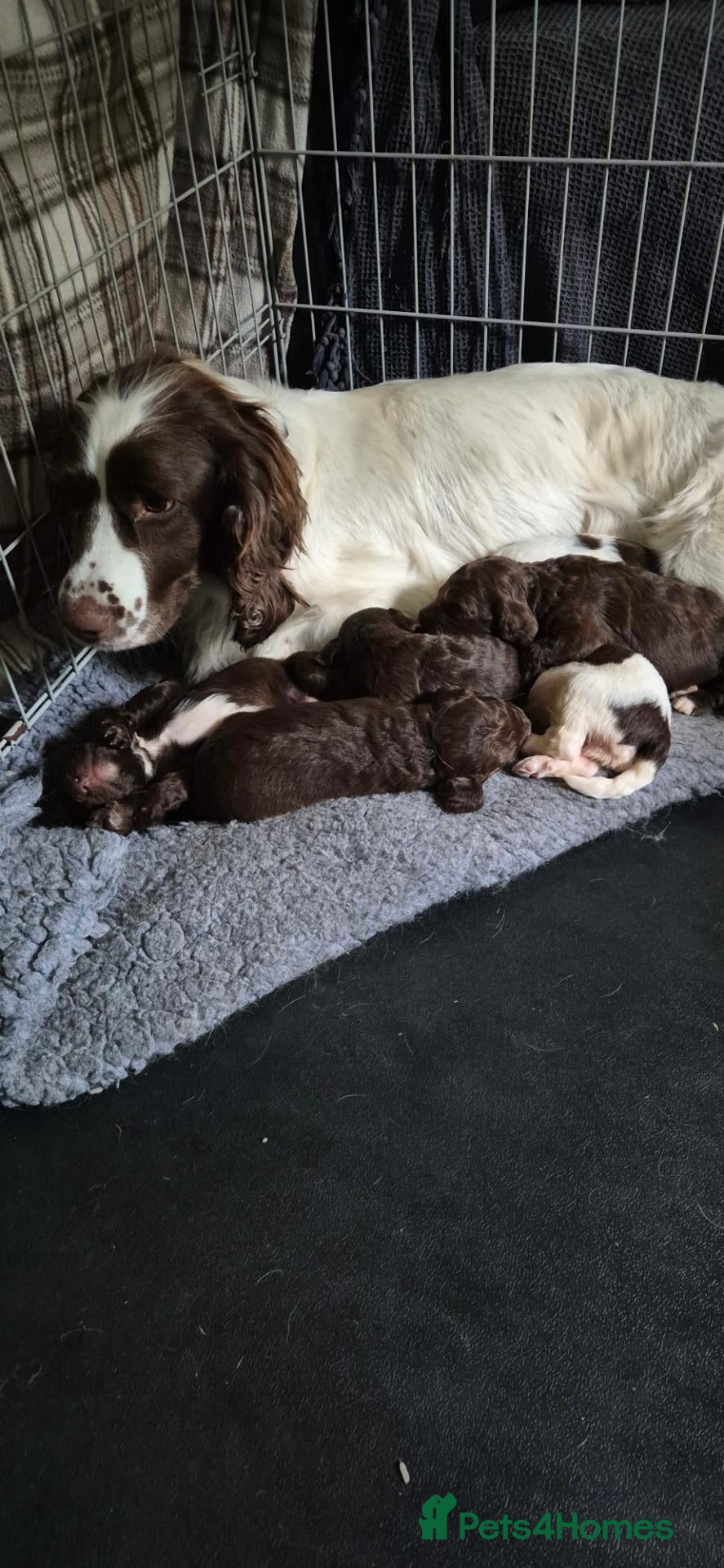 Sproodle dogs Gorgeous litter of Sproodle Pups  - Advert 2