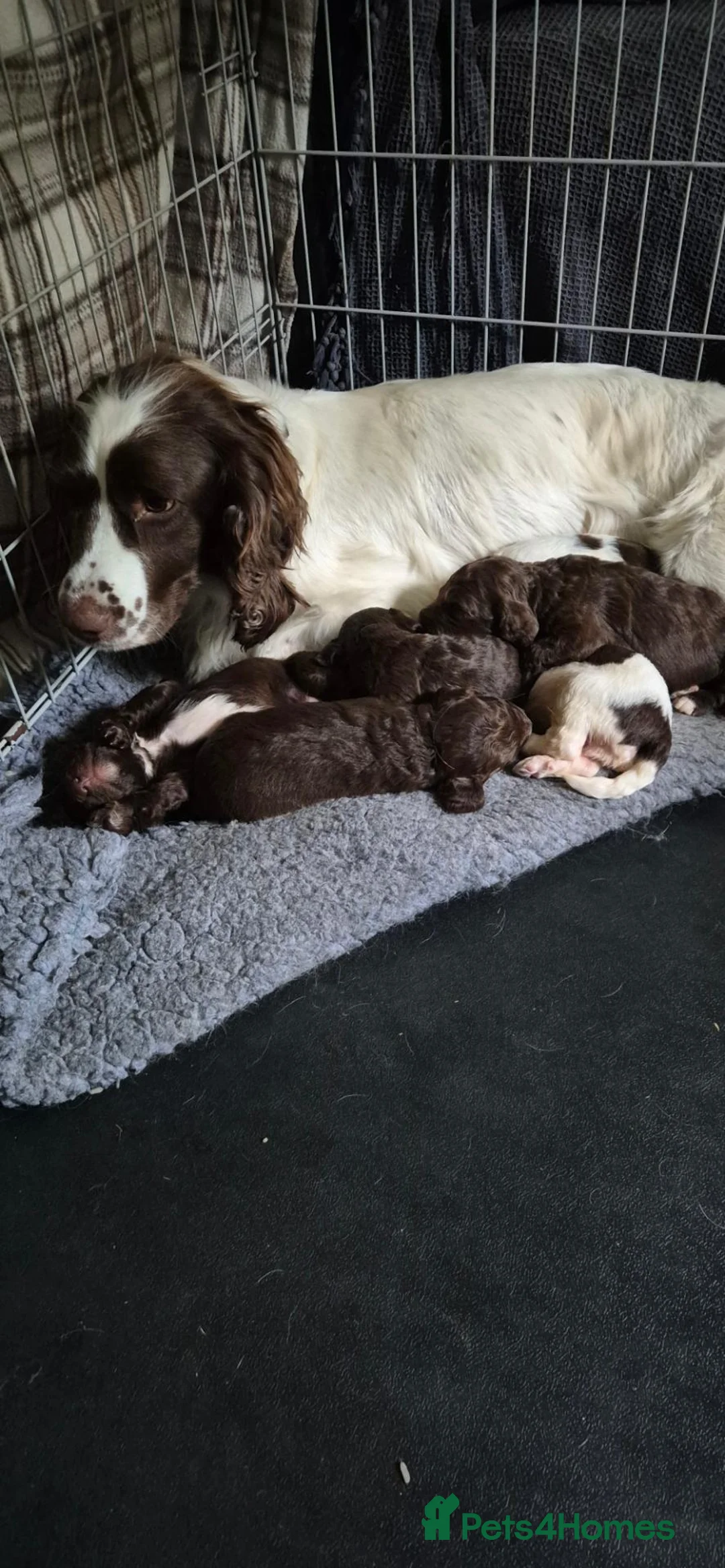 Sproodle dogs for sale: Gorgeous litter of Sproodle Pups  - Advert 2