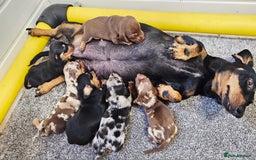 Miniature Dachshund dogs for sale: Beautiful miniature dachshund puppies - Image 14