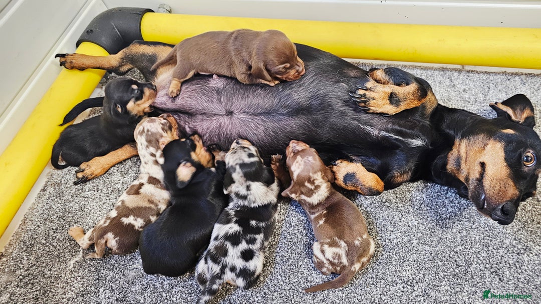 Miniature Dachshund dogs for sale: Beautiful miniature dachshund puppies - Image 14