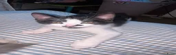 Mixed Breed cats for sale: 3 back and white kittens  - Advert 8