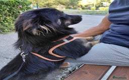 Mixed Breed dogs for adoption: ROBY, a superb puppy boy - for a Loving Home - Image 19