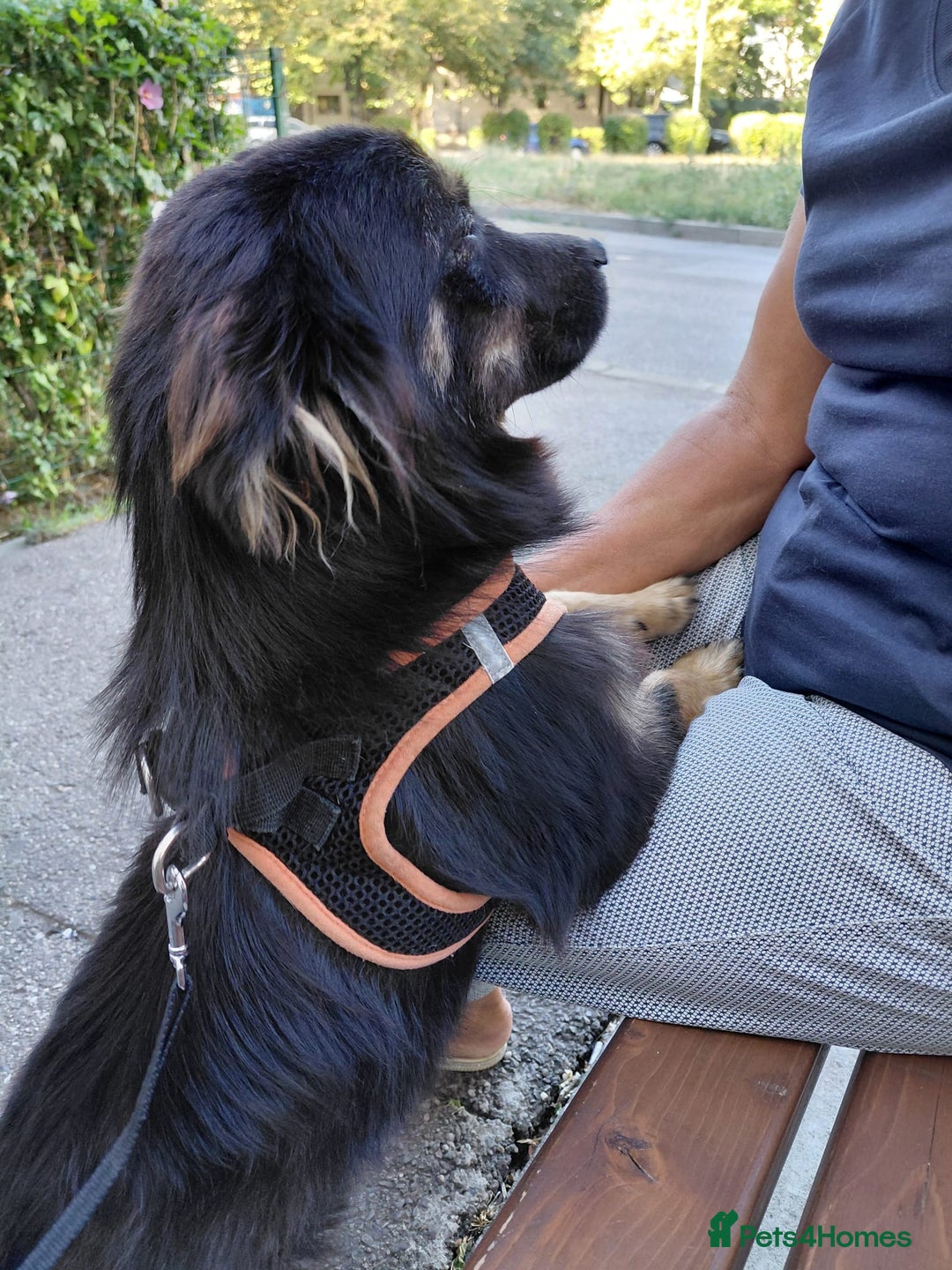 Mixed Breed dogs for adoption: ROBY, a superb puppy boy - for a Loving Home - Image 19