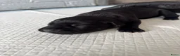 Cane Corso dogs for sale: Beautiful litter of cane corso  in Sheerness - Advert 26