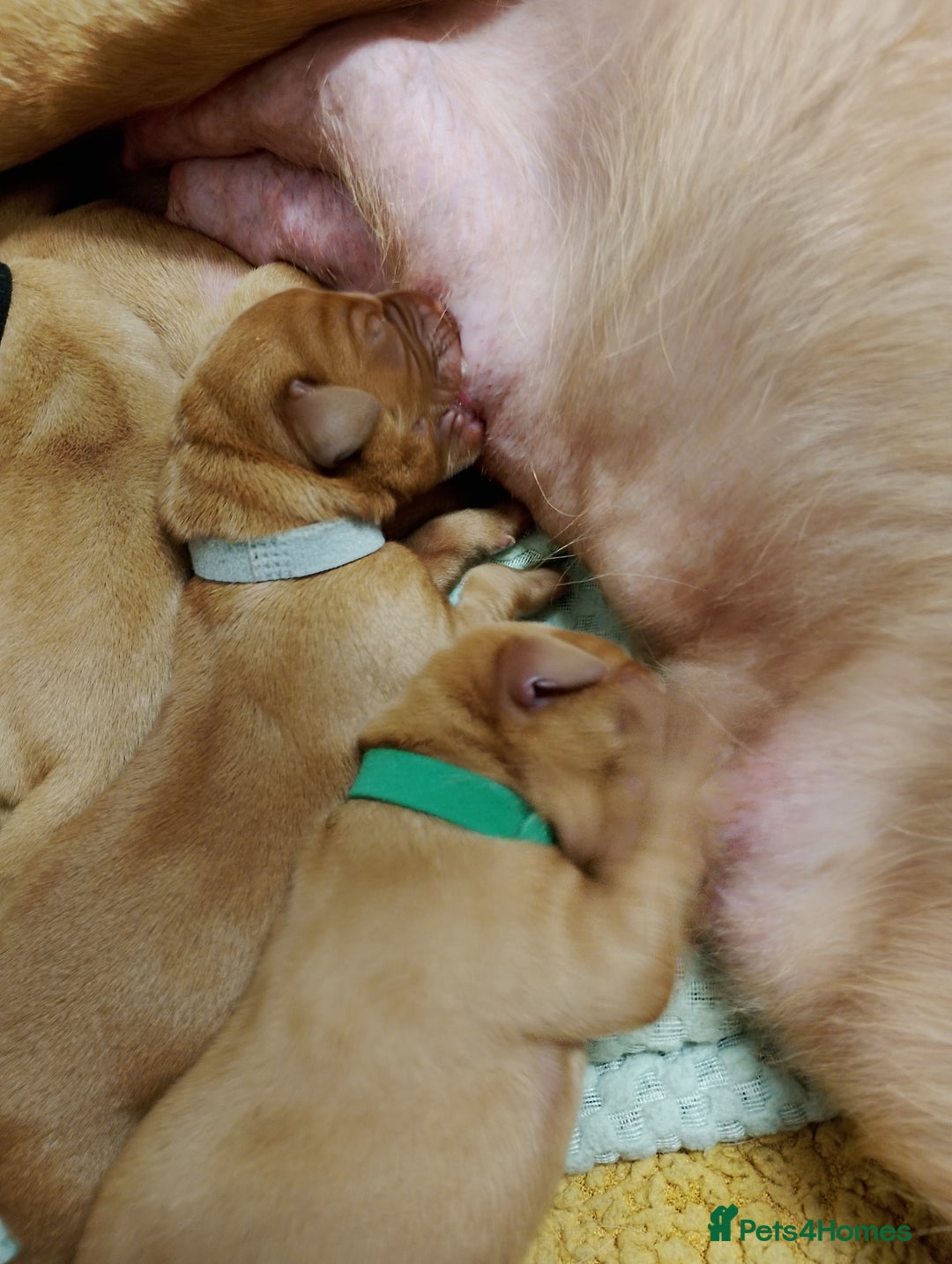 Labrador Retriever dogs for sale: KC Fox Red Labrador Pups *Ready for home 20/12/25* - Image 6