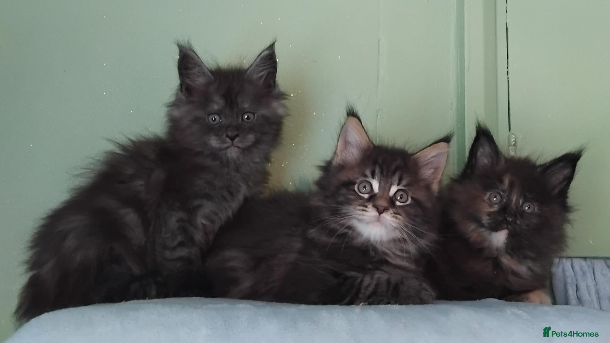 Maine Coon cats GCCF REGISTERED MAINE COON KITTENS FOR SALE  - Advert 1