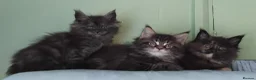 Maine Coon cats for sale: GCCF REGISTERED MAINE COON KITTENS FOR SALE  - Advert 1