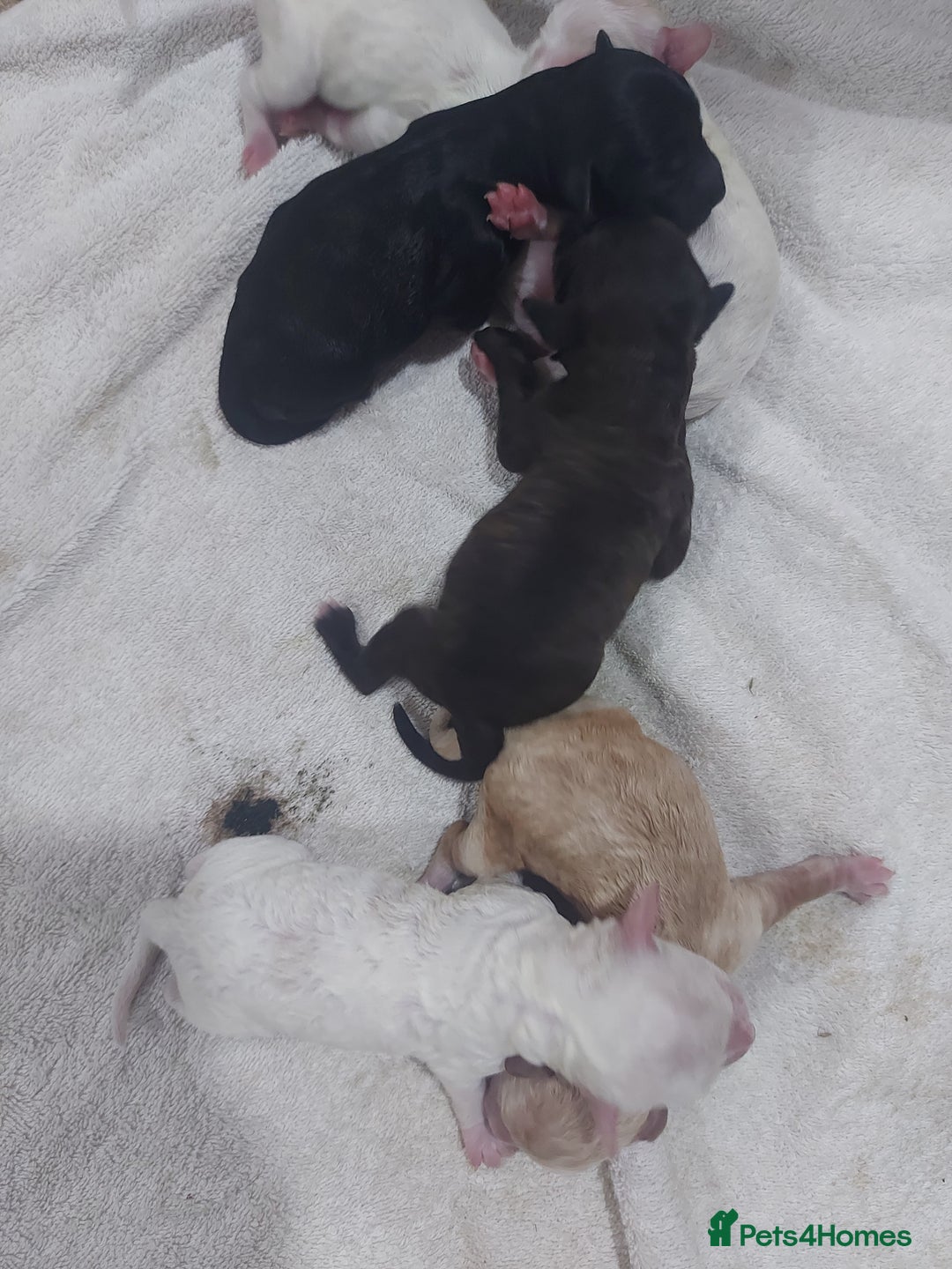 Cockapoo dogs for sale: F1b cockerpoo puppies - Image 5