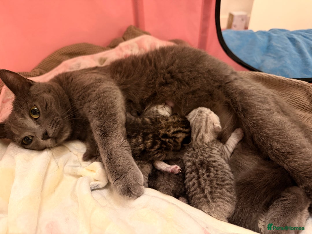 British Shorthair cats for sale: Beautiful British Tabby with Father Pedigree  - Advert 1