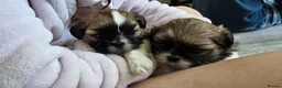 Shih Tzu dogs for sale: Adorable Pure Shih Tzu Puppies Ready 1st May 2026 - Advert 11