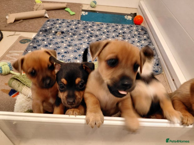 Jack Russell dogs Jack Russell Puppies - Advert 1