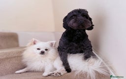 Mixed Breed dogs for sale: Adorable Pomapoo puppies- ready soon - Image 6