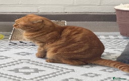Scottish Fold cats for sale: Rio (. Scottish fold) - Image 3