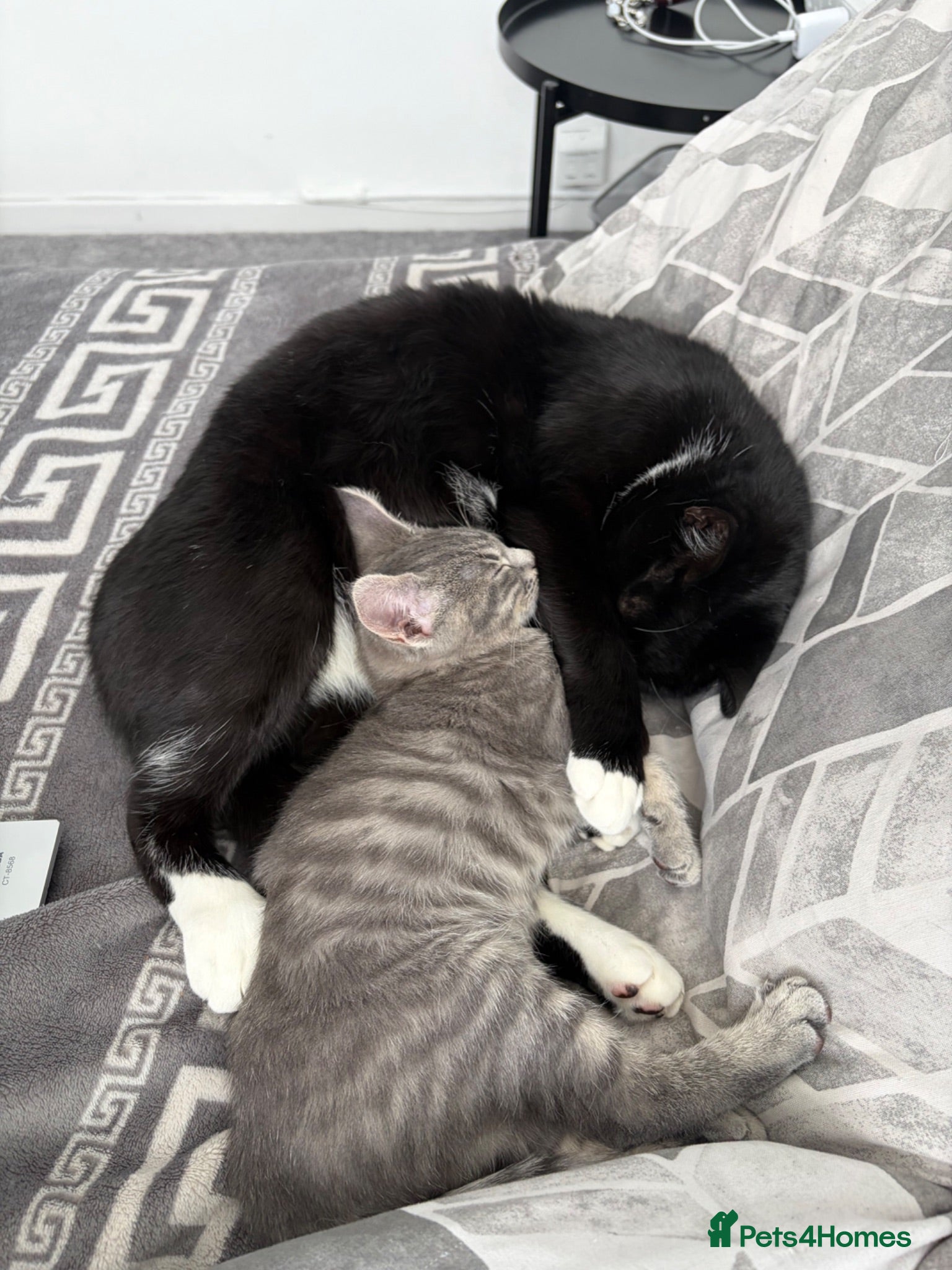Mixed Breed cats Two beautiful cats  - Advert 1