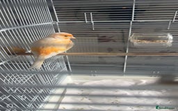 Canaries birds for sale: two canaries in pairs  - Image 2