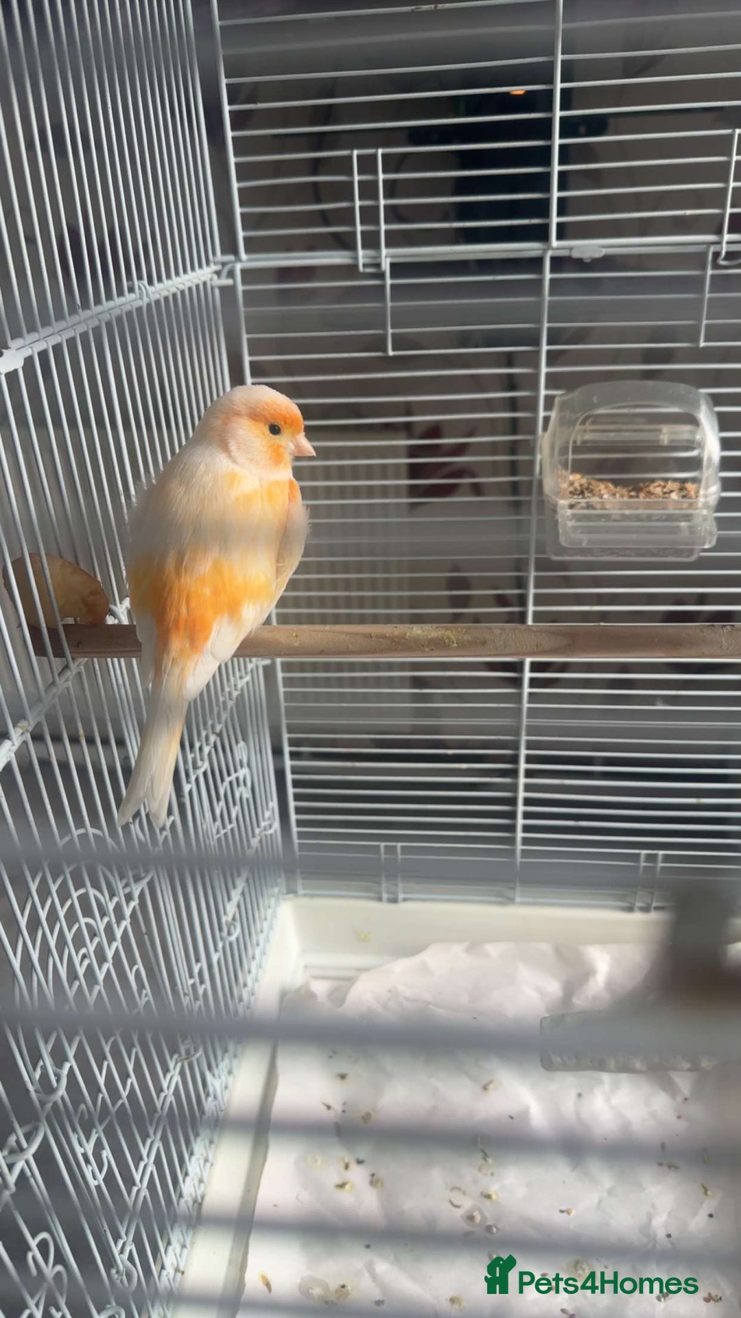 Canaries birds for sale: two canaries in pairs  - Image 2