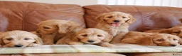 Mini Goldendoodle dogs for sale: Stunning Health Tested Miniature Goldendoodles - Advert 9