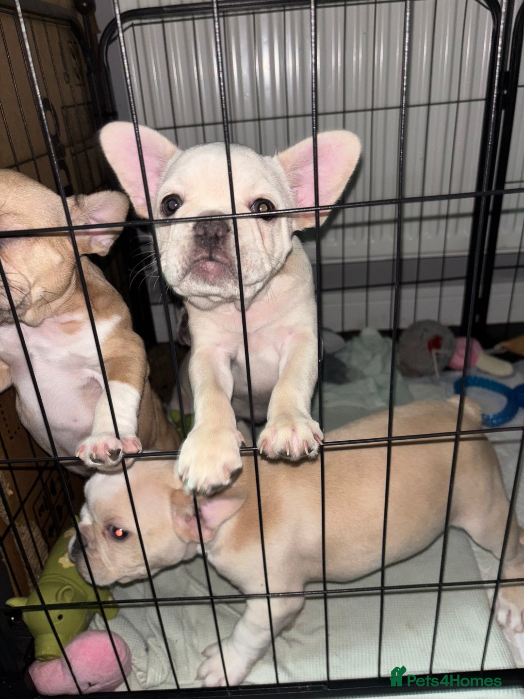 French Bulldog dogs for sale: French bulldog puppies  - Image 3