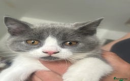 Mixed Breed cats for sale: 3 gorgeous kittens ready now Scottish fold mix - Image 10