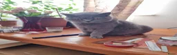 British Shorthair cats for sale: British Shorthair Kittens for sale  in Oxford - Advert 1