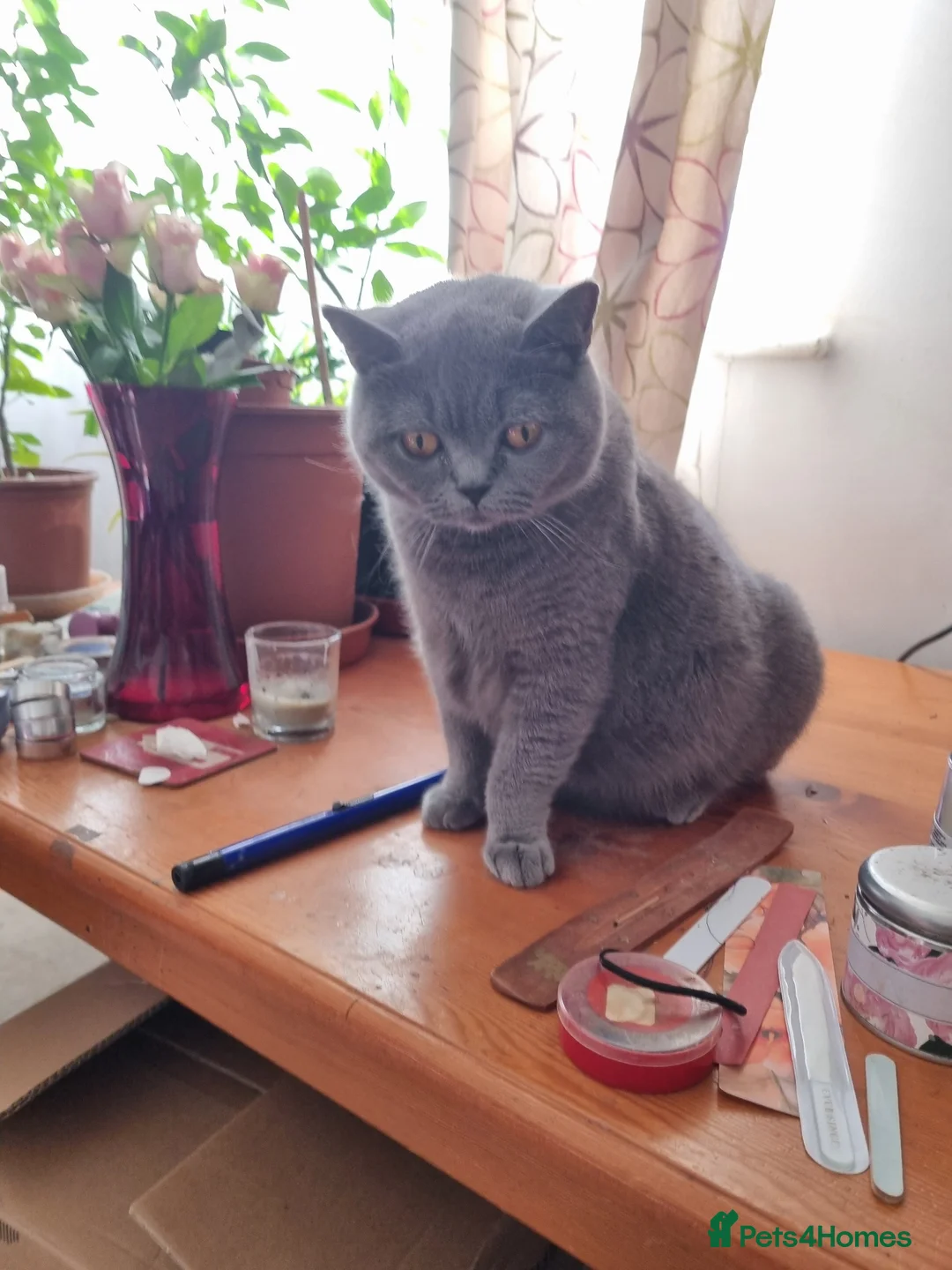 British Shorthair cats for sale: British Shorthair Kittens for sale  in Oxford - Advert 1