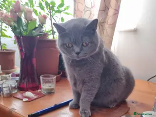 British Shorthair cats British Shorthair Kittens for sale - Advert 2