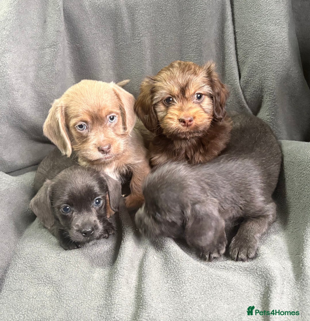 Mixed Breed dogs for sale: LOVELY LITTER OF SCHWEENIES  - Advert 4