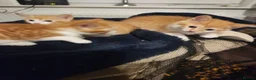 Mixed Breed cats for sale: 4 Gorgeous kittens looking for new home - Advert 7