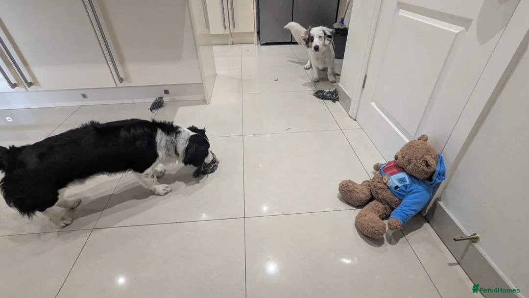 Mixed Breed dogs for sale: 2 Male Dachshund x Collie pups for sale. - Advert 5