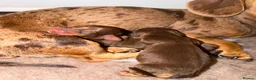 Miniature Dachshund dogs for sale: KC Registered, Chocolate & Tan Minature Dachshunds in Winchester - Advert 2